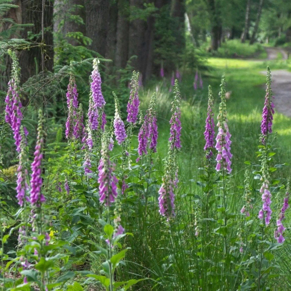 Digitalis / Rusmenė GLOXINIIFLORA