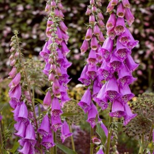 Digitalis / Rusmenė GLOXINIIFLORA