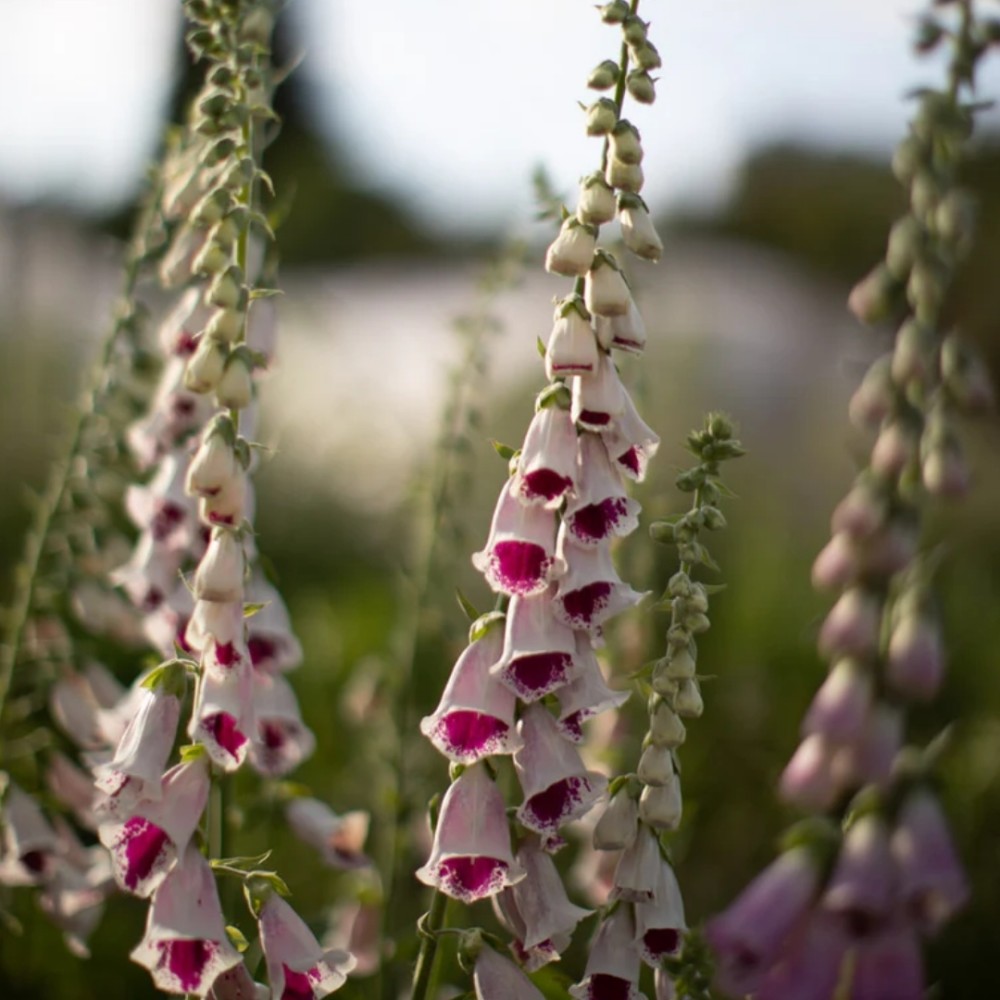 Digitalis / Rusmenė PAM'S CHOICE