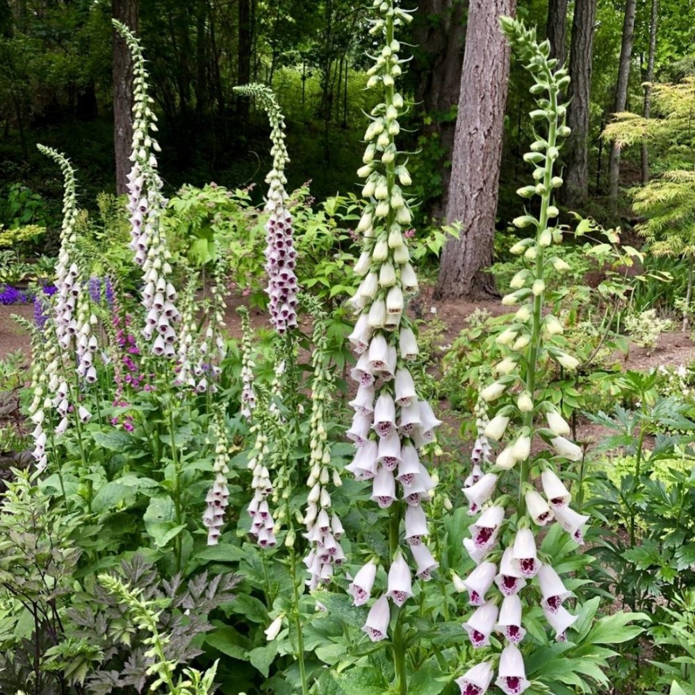 Digitalis / Rusmenė PAM'S CHOICE