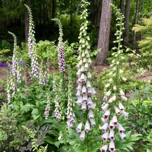 Digitalis / Rusmenė PAM'S CHOICE