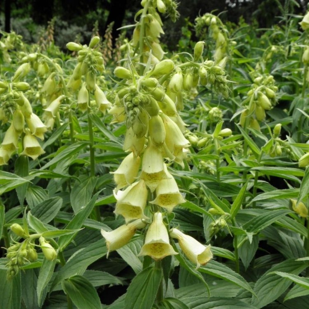 Digitalis grandiflora / Didžiažiedė rusmenė