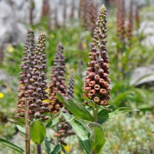 Digitalis parviflora / Smulkiažiedė rusmenė