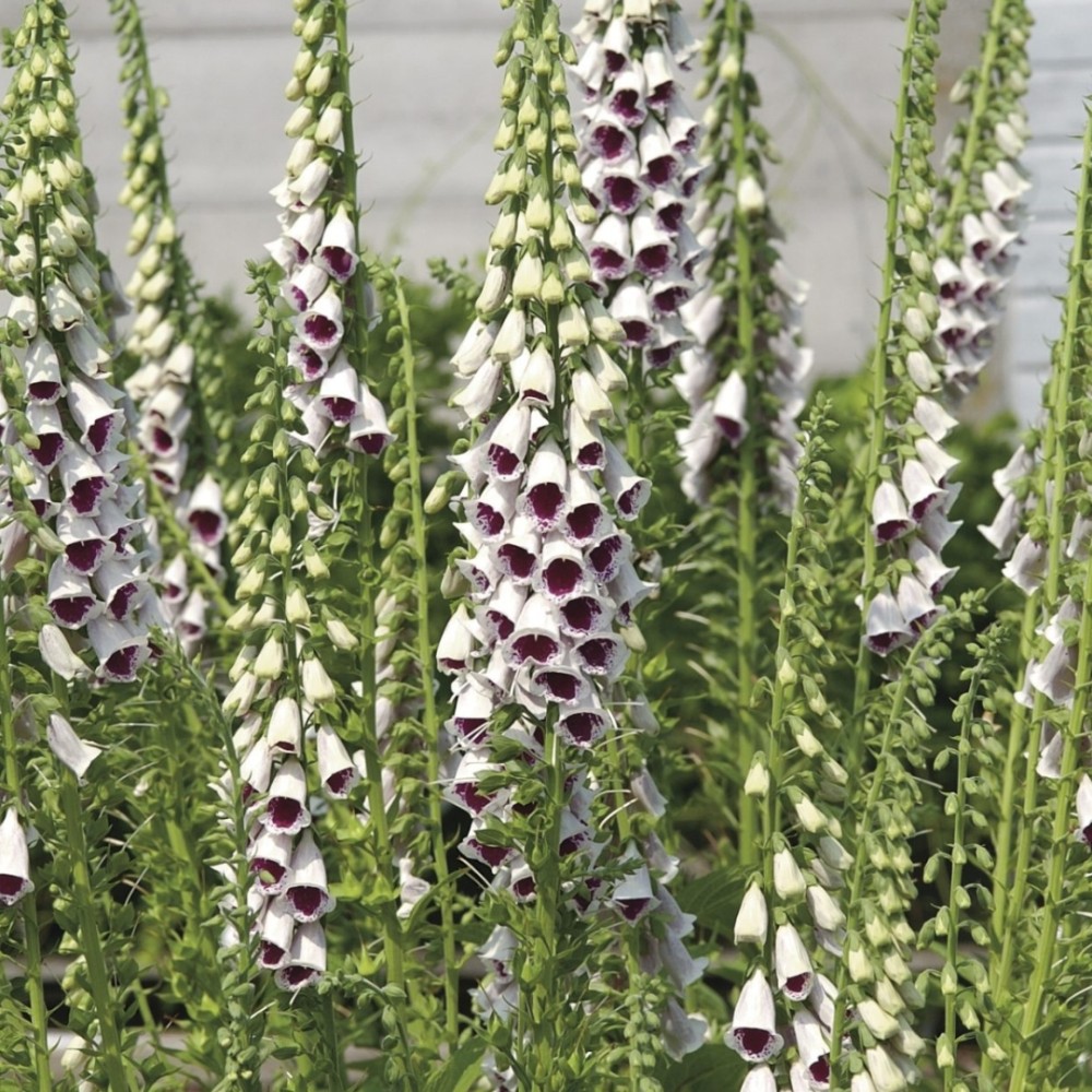 Digitalis / Rusmenė PAM'S CHOICE