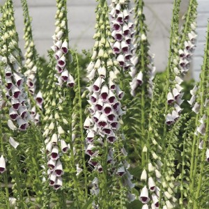 Digitalis / Rusmenė PAM'S CHOICE