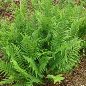Dryopteris / Žvynuotasis Papartis AFFINIS