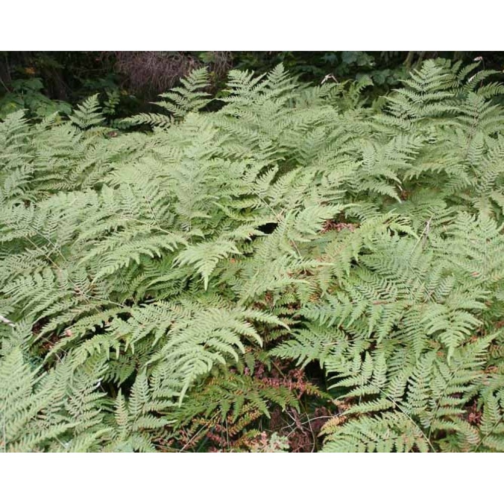 Dryopteris / Skiauterinis papartis