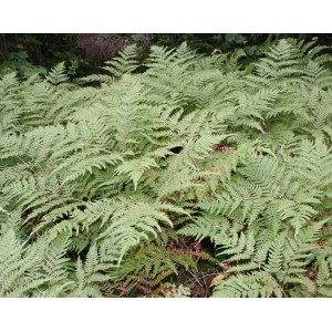 Dryopteris / Skiauterinis papartis