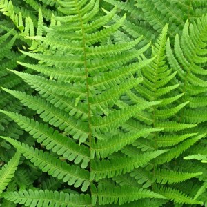 Dryopteris / Žvynuotasis Papartis AFFINIS