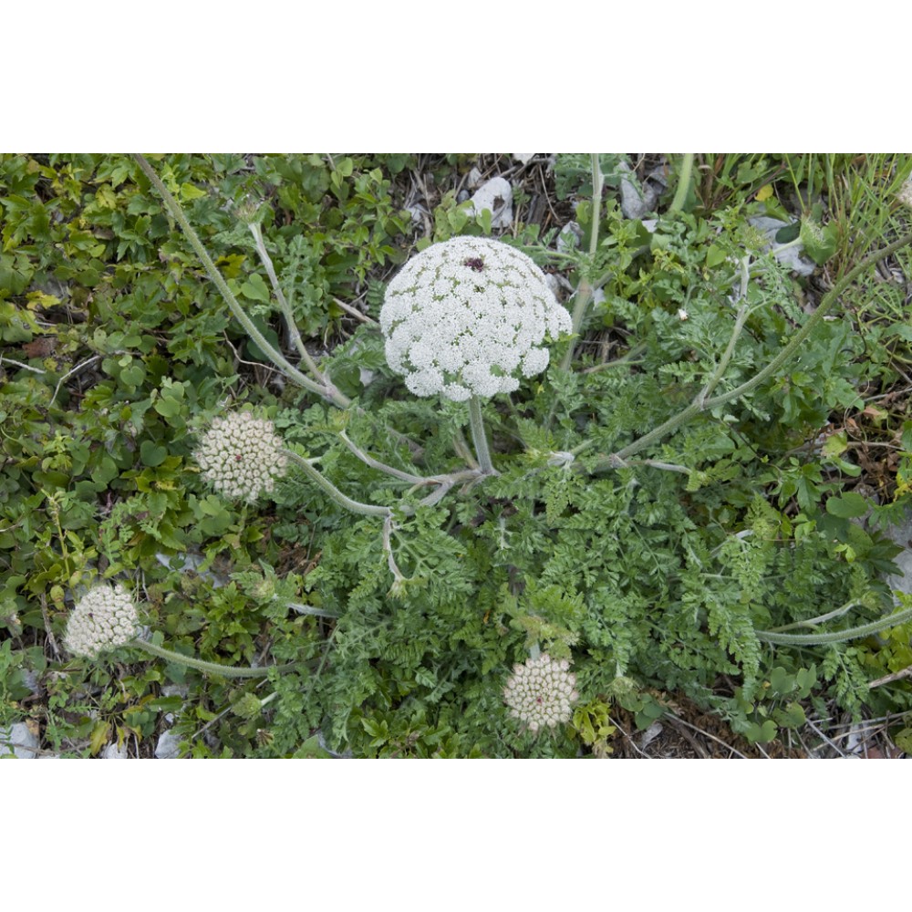 Daucus carota / Paprastoji morka