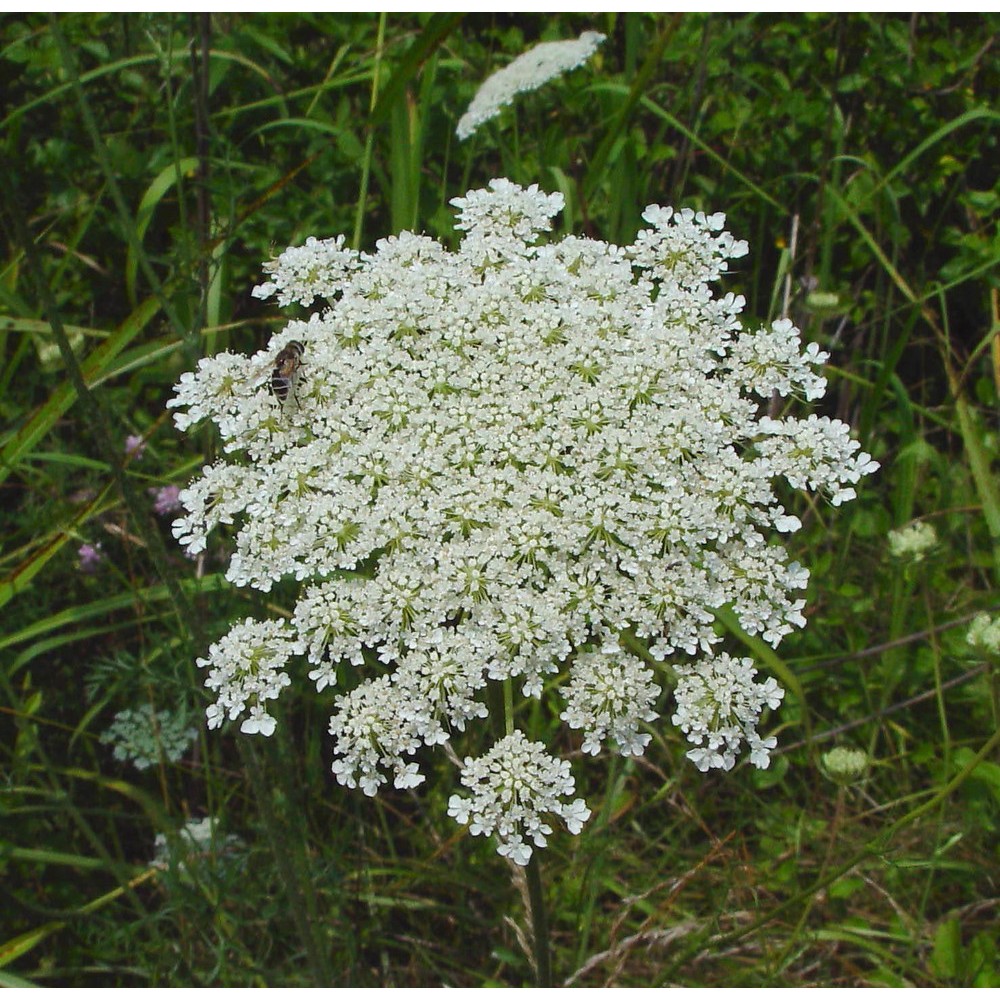 Daucus carota / Paprastoji morka