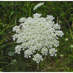 Daucus carota / Paprastoji morka