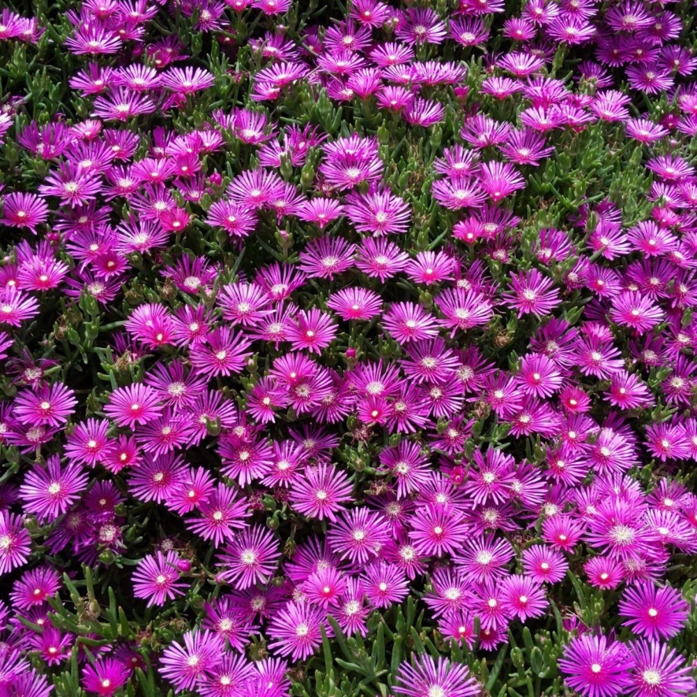 Delosperma / Mudrė SUNDELLA LAVENDER