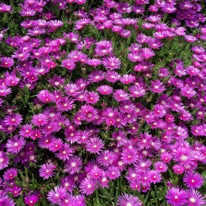 Delosperma / Mudrė SUNDELLA LAVENDER