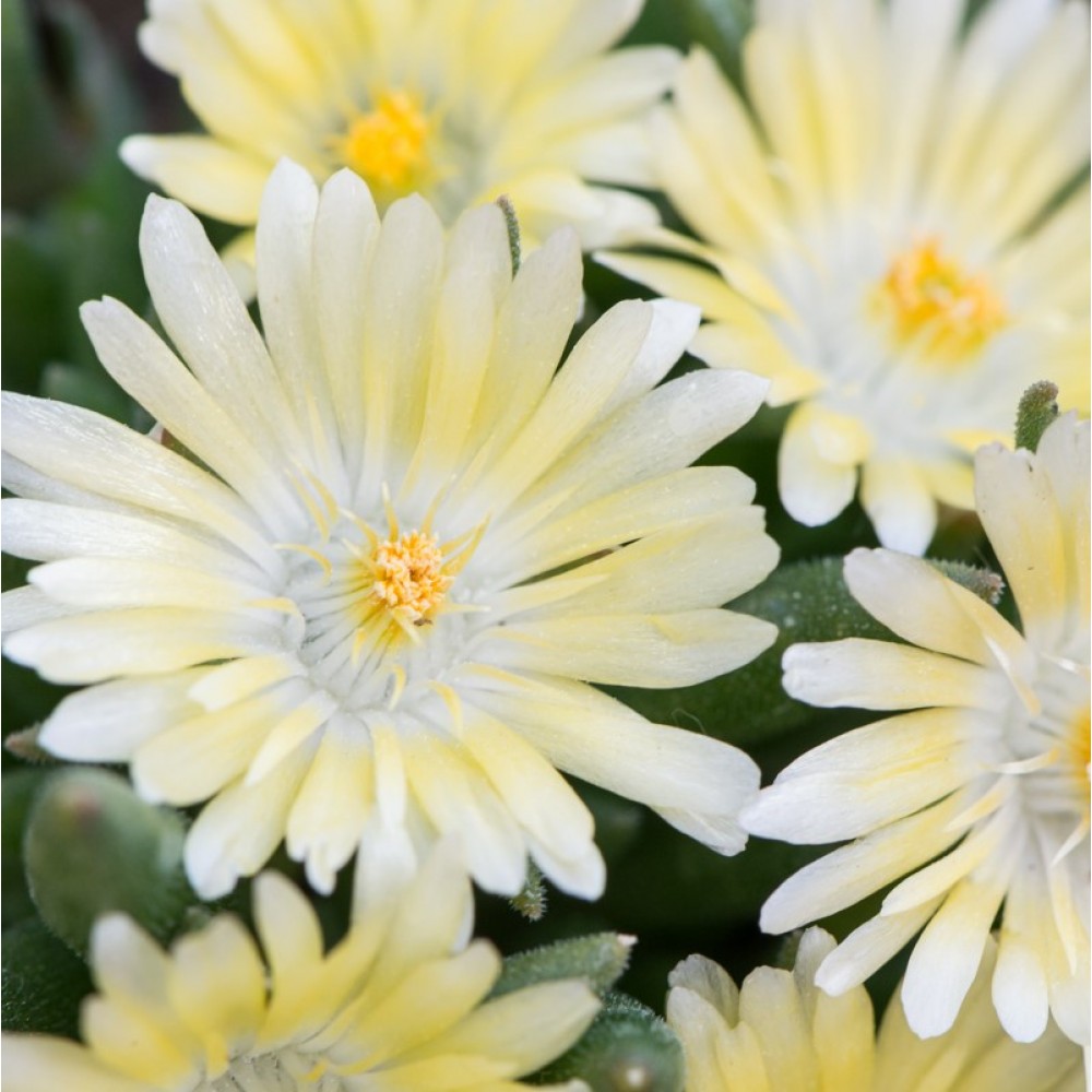 Delosperma / Mudrė SUNDELLA LIME