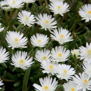 Delosperma / Mudrė WHEELS OF WONDER WHITE