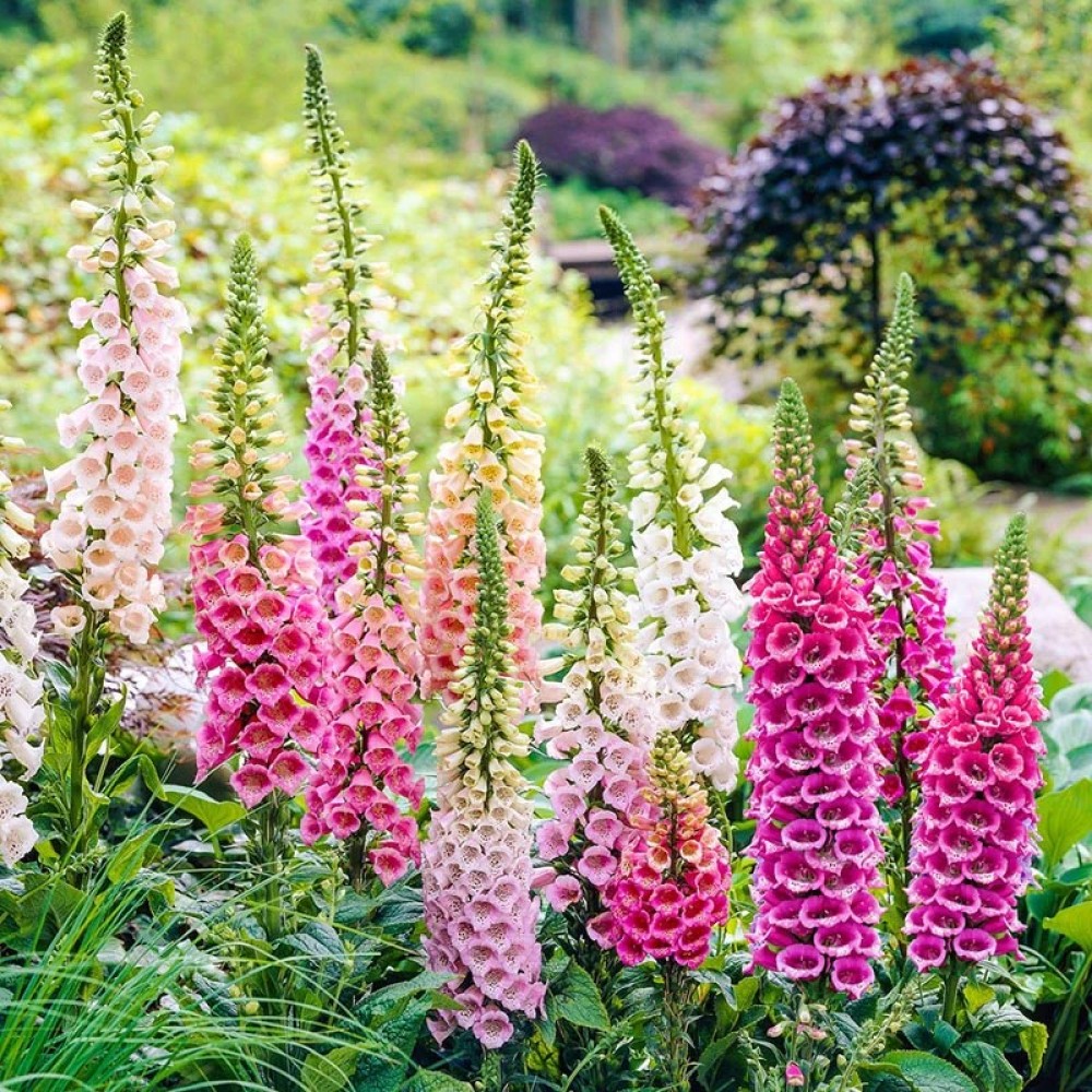 Digitalis / Rusmenė FOXY HYBRIDS