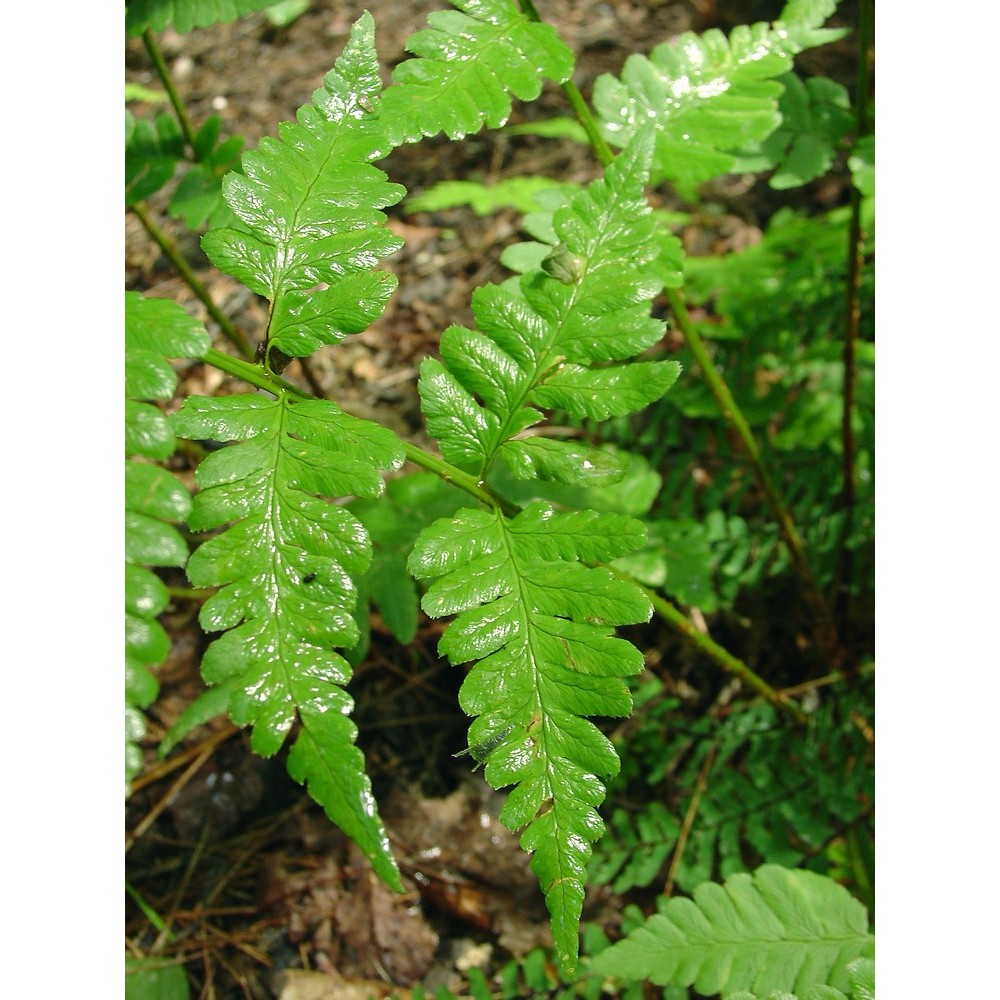 Dryopteris / Skiauterinis papartis