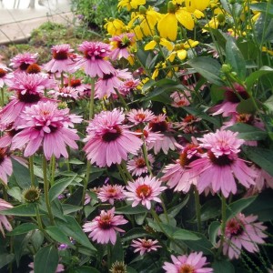 Echinacea / Ežiuolė DOUBLEDECKER