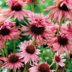 Echinacea / Ežiuolė DOUBLEDECKER