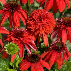 Echinacea / Ežiuolė ECCENTRIC
