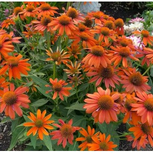 Echinacea / Ežiuolė LAKOTA ORANGE
