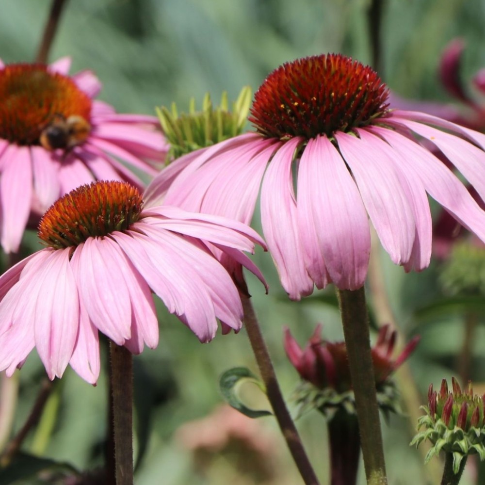 Echinacea / Ežiuolė MAGNUS