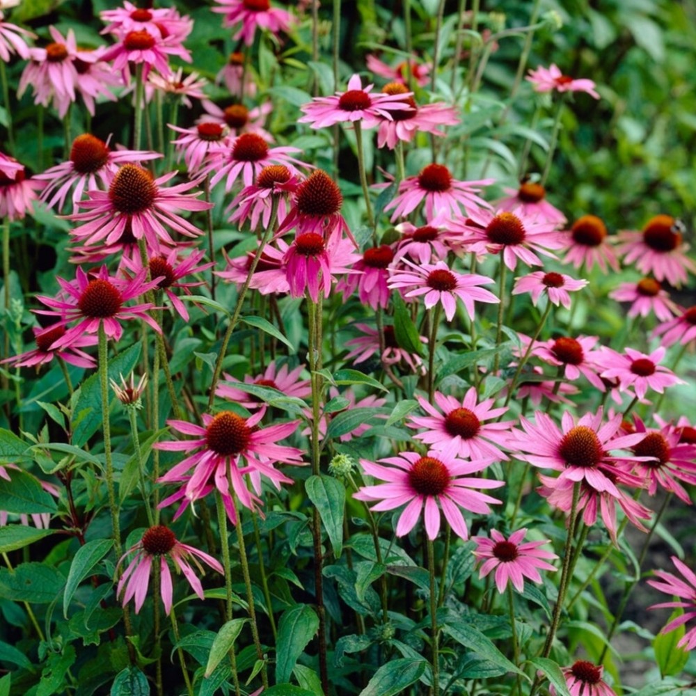 Echinacea / Ežiuolė MAGNUS