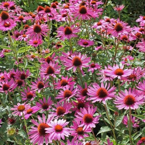 Echinacea / Ežiuolė RUBINSTERN