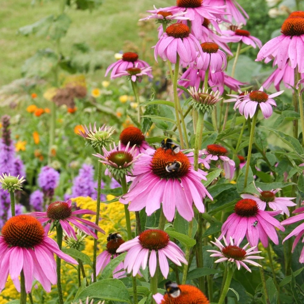 Echinacea / Ežiuolė RUBINSTERN