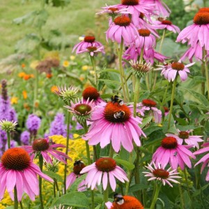 Echinacea / Ežiuolė RUBINSTERN