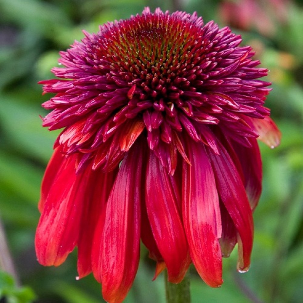 Echinacea / Ežiuolė ECCENTRIC