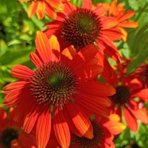 Echinacea / Ežiuolė LAKOTA ORANGE