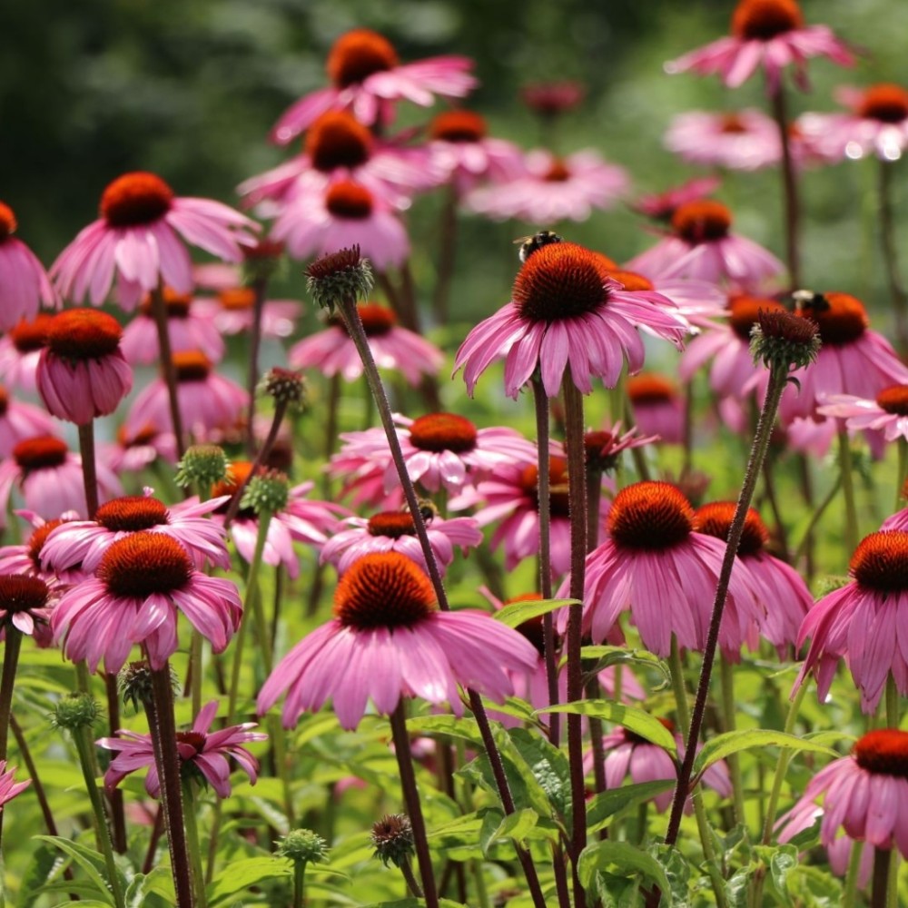 Echinacea / Ežiuolė MAGNUS