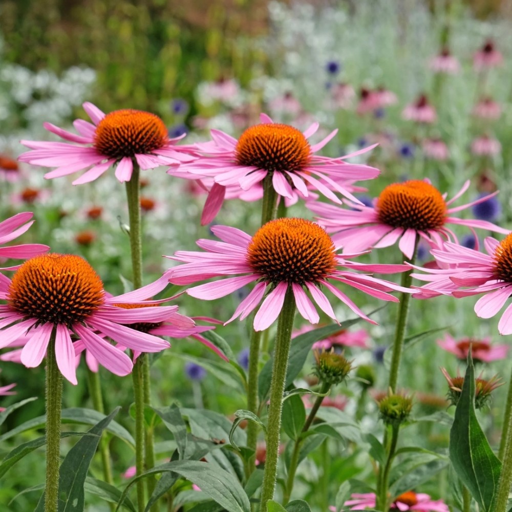 Echinacea / Ežiuolė RUBINSTERN
