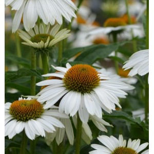 Echinacea / Ežiuolė SOMBRERO® COMPACT WHITE