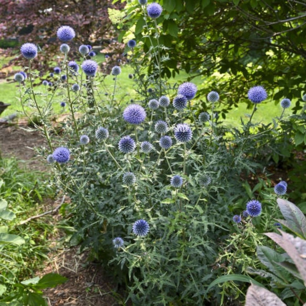 Echinops / Bandrenis - BLUE GLOBE