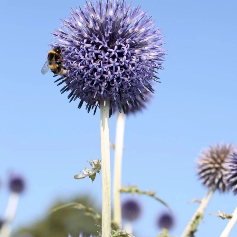 Echinops / Bandrenis - BLUE GLOBE