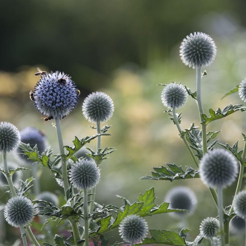 Echinops ritro / Bandrenis žydrasis.