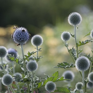 Echinops ritro / Bandrenis žydrasis.