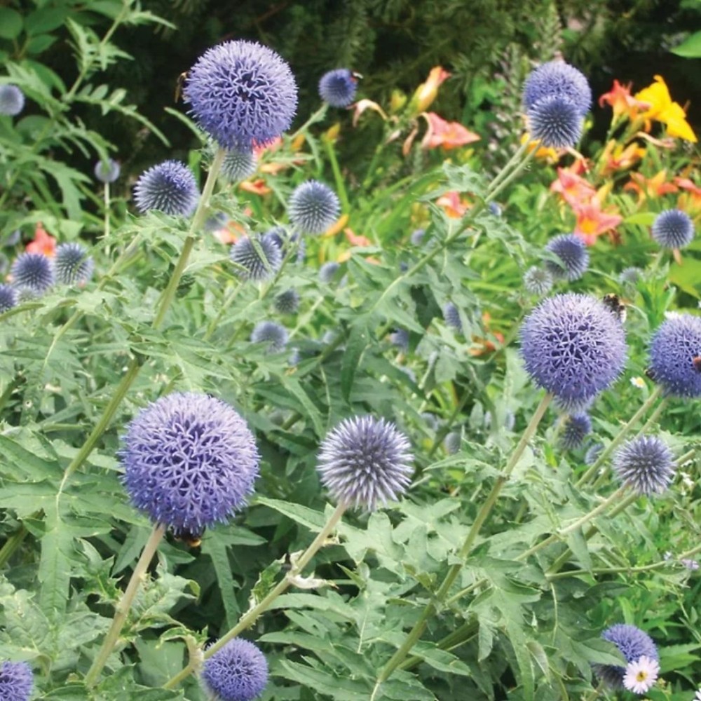 Echinops ritro / Bandrenis žydrasis.