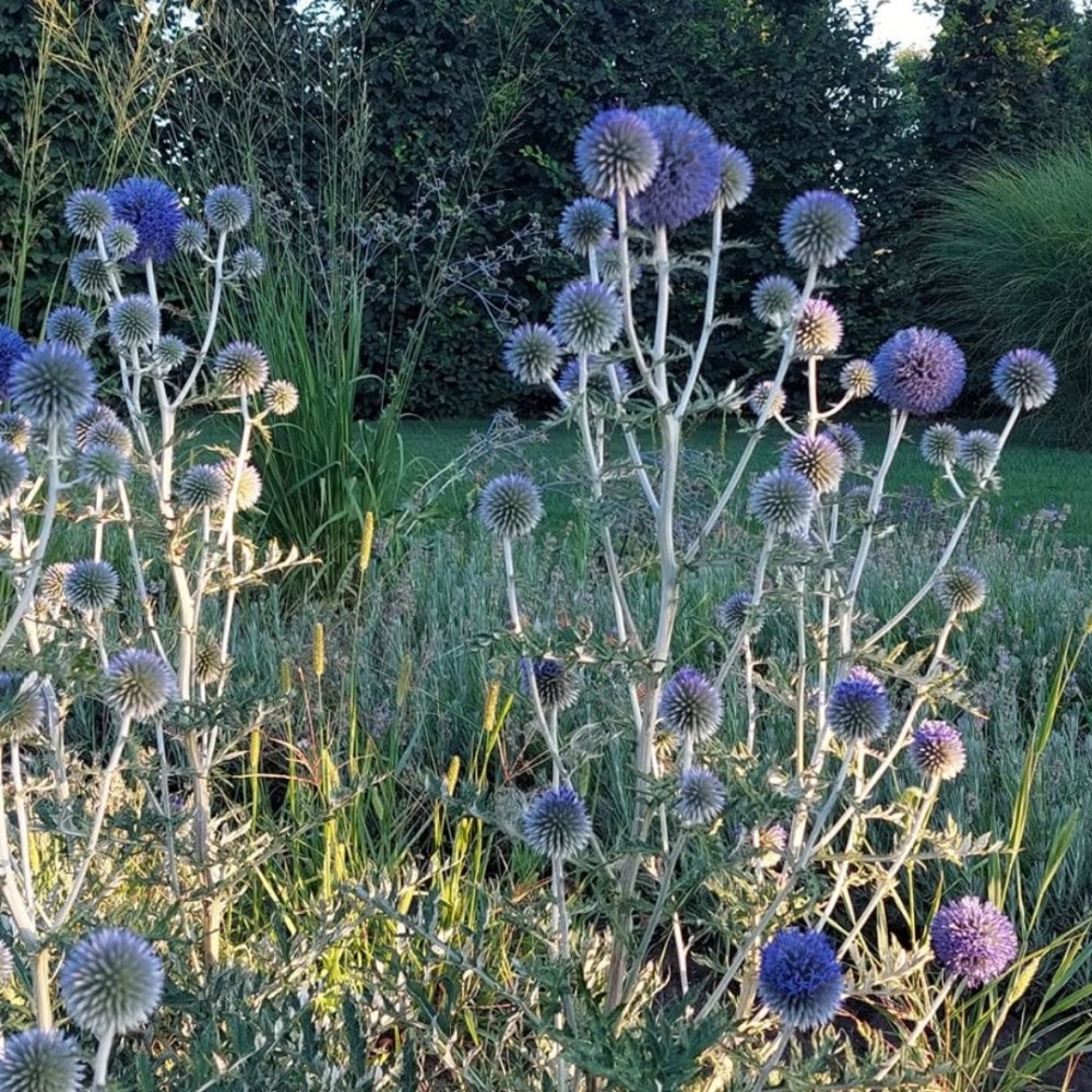 Echinops / Bandrenis - PLATINUM BLUE