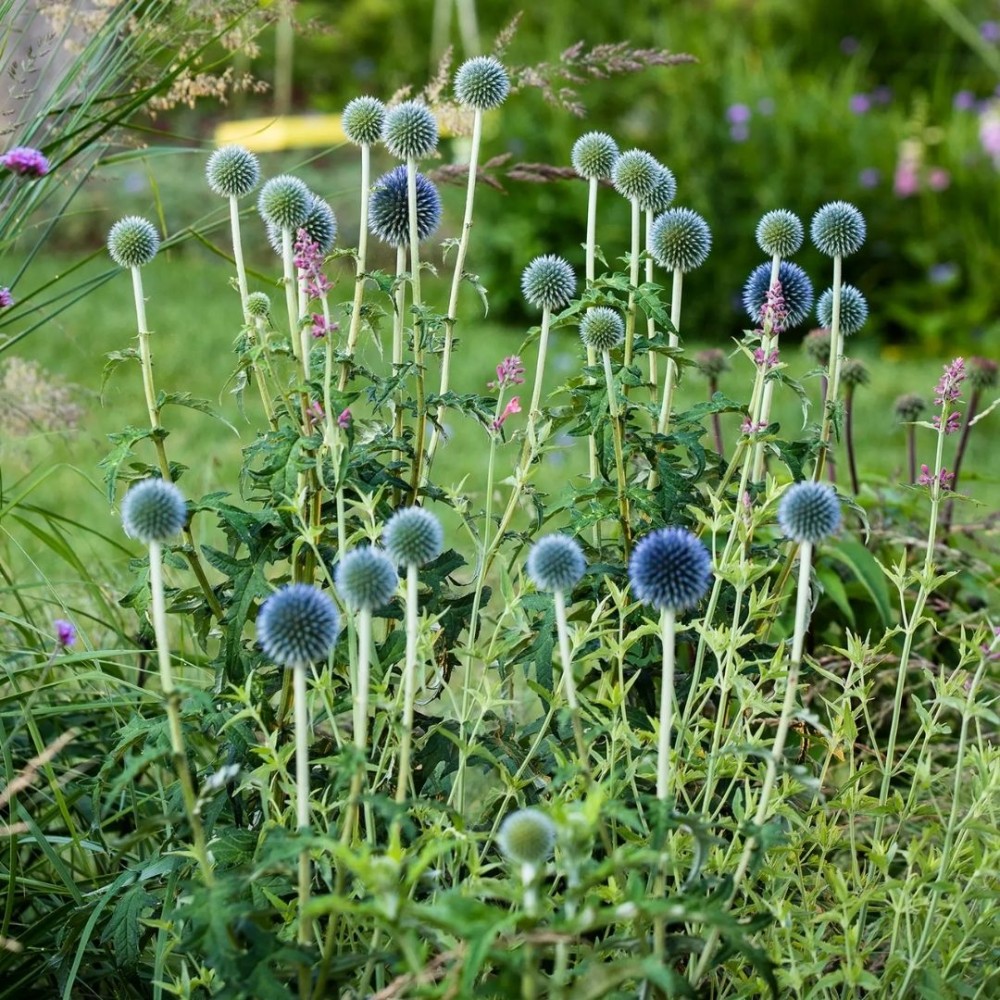 Echinops / Bandrenis - TAPLOW BLUE