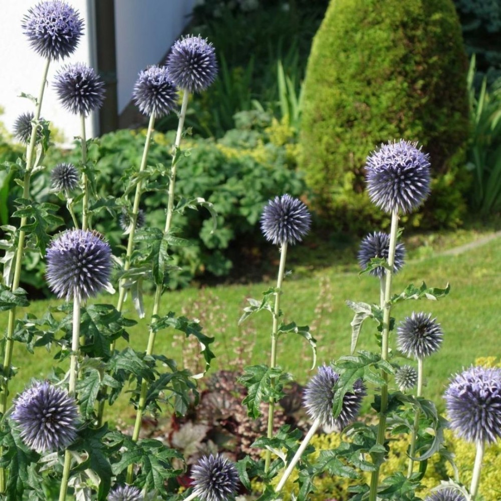 Echinops / Bandrenis - TAPLOW BLUE