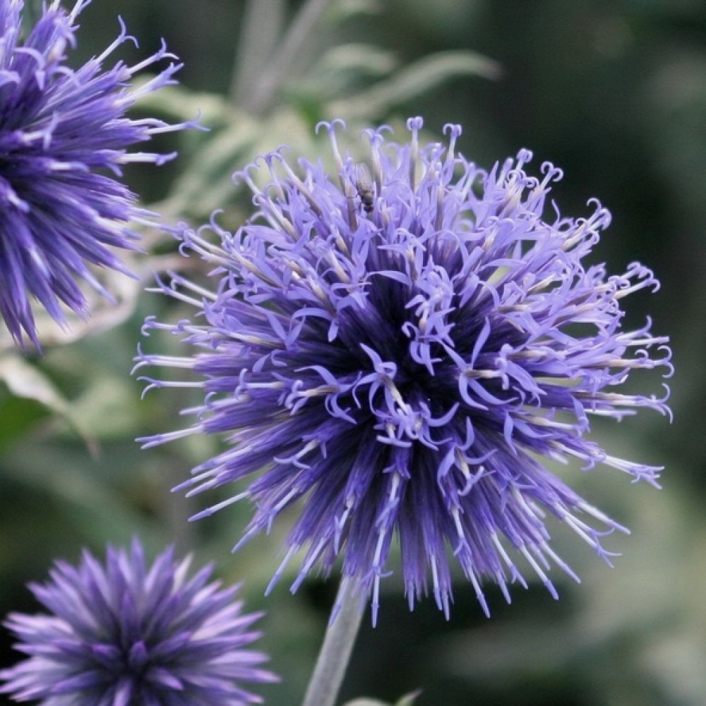 Echinops / Bandrenis - TAPLOW BLUE
