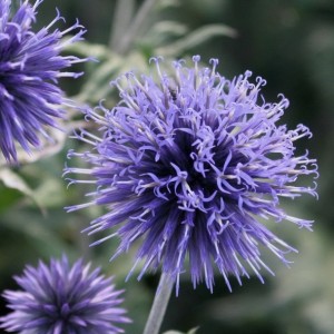 Echinops / Bandrenis - TAPLOW BLUE
