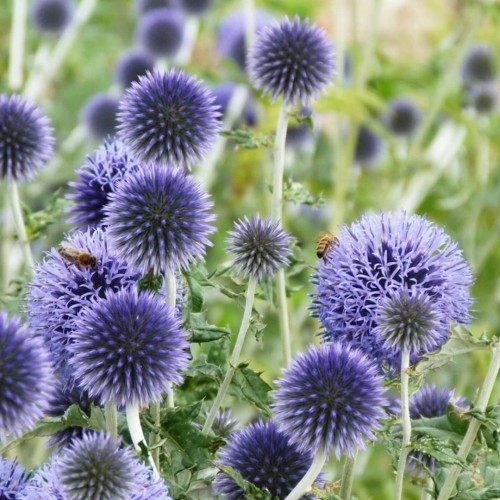 Echinops / Bandrenis - PLATINUM BLUE