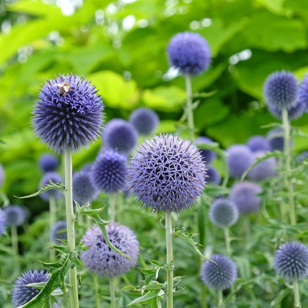 Echinops / Bandrenis - TAPLOW BLUE