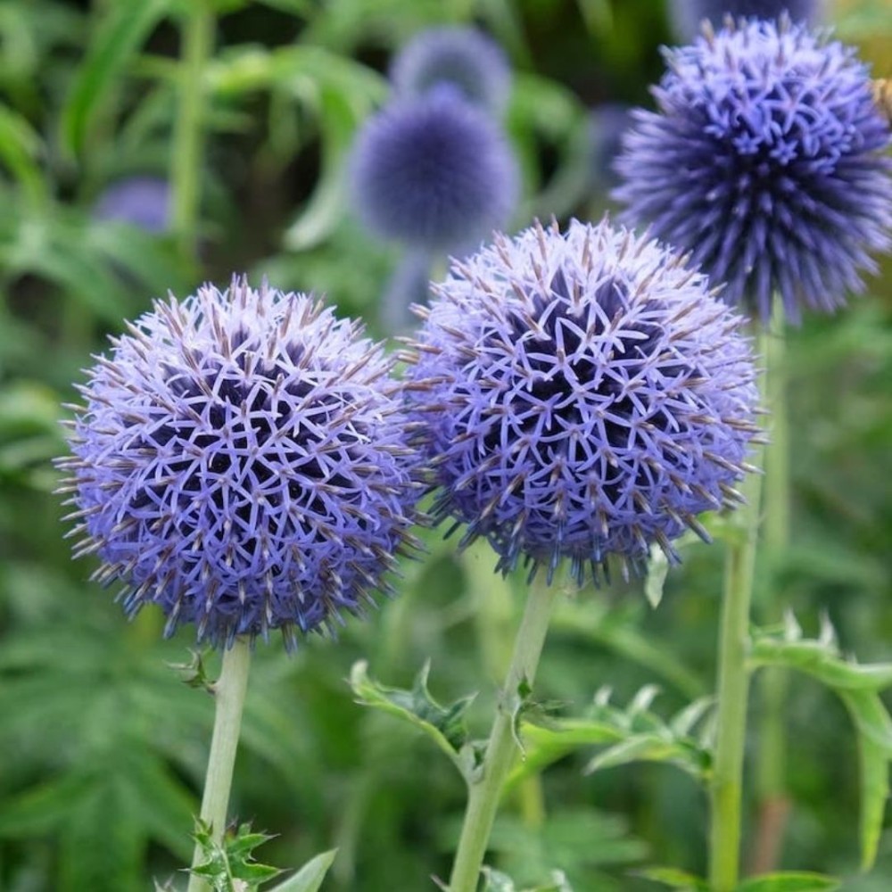 Echinops ritro / Bandrenis žydrasis.