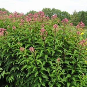 Eupatorium maculatum / Kemeras demėtasis RIESENSCHIRM